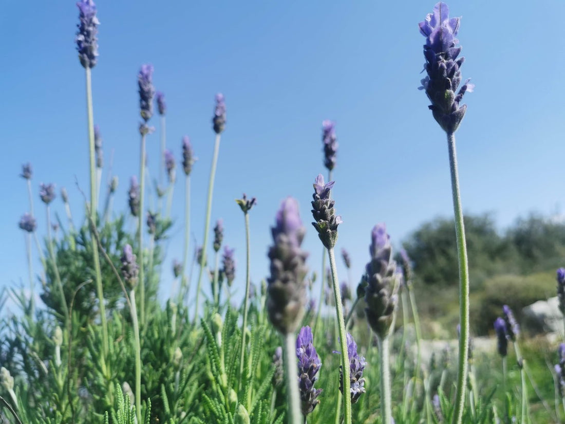 Lavender: Nature's Calming Whisper